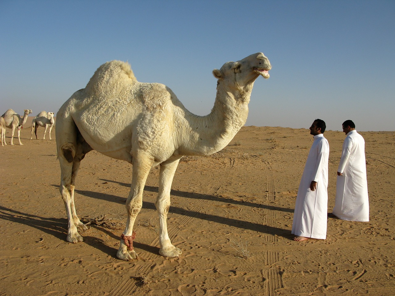 Camel Farmer