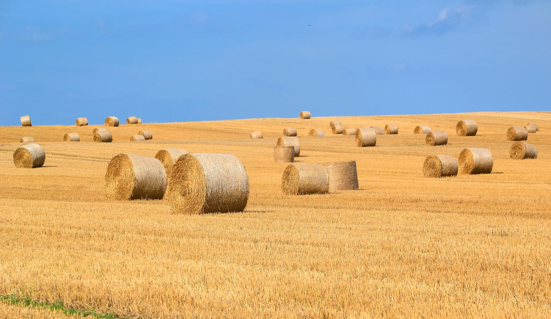 What Animals Eat Rhodes Grass