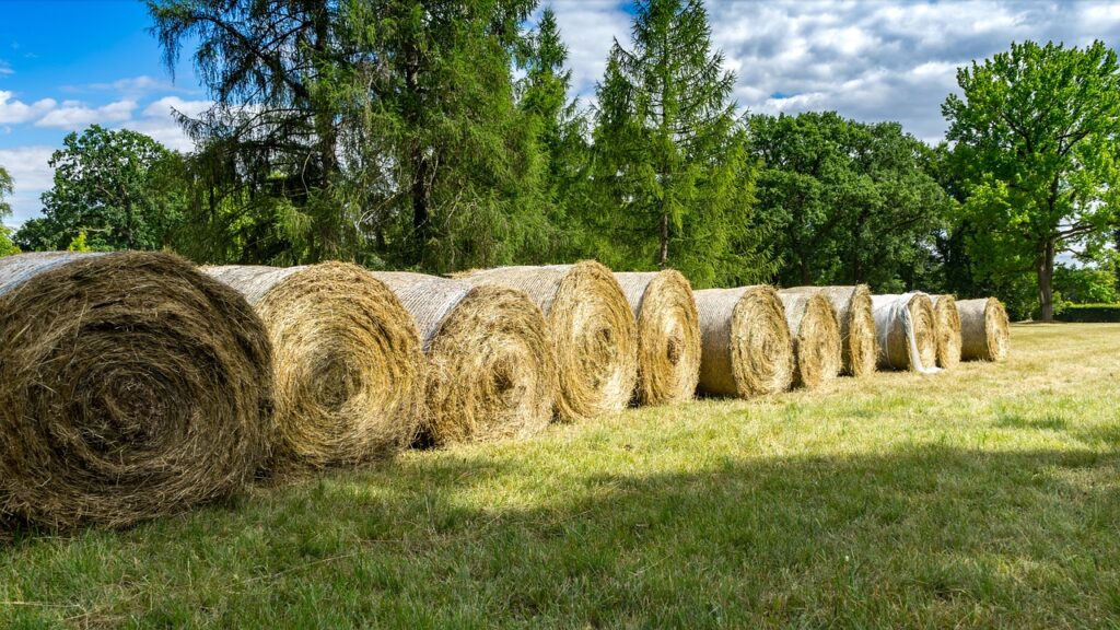 Rhodes Grass Hay